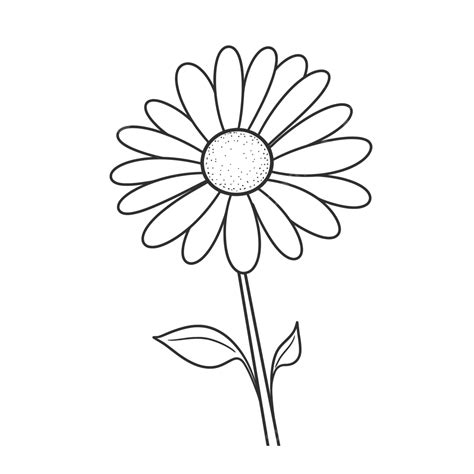 Dessin De Marguerite Gerbera En Noir Et Blanc