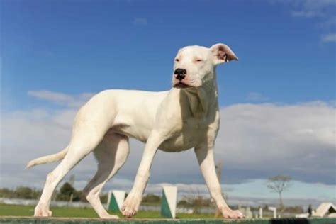 Dogo Argentino [Ultimate Guide: Temperament, Personality & More!]