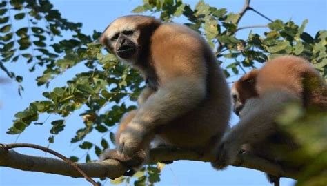 10 Wildlife Sanctuaries In Mizoram For Glimpse Of Wildlife In 2025