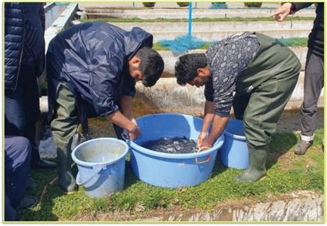 Image result for Trout Farming Methods