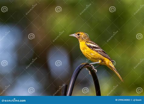 Closeup of Female Baltimore Oriole Perched on Bird Feeder. Stock Photo ...