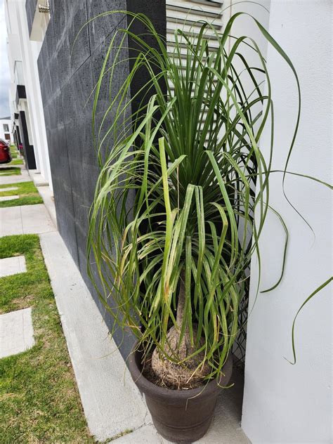 What's wrong with my elephant foot plant: very brittle leafs and ...