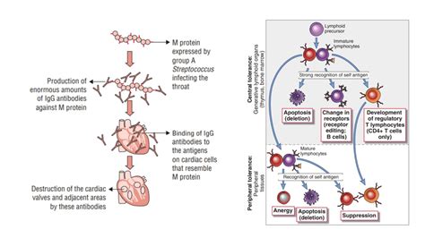 Immune Response - Definition, Factors, Types, Examples - Biology Notes Online
