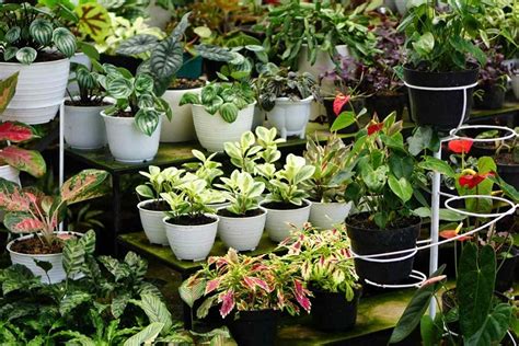 Image result for Types of Plant Containers