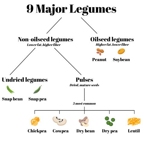 Bean Nutrition - A Legume a Day