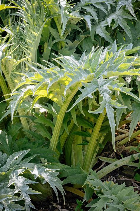 31 Perennial Vegetables to Plant Once and Enjoy for Years - Garden Betty