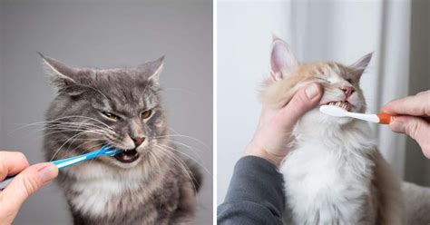 Image result for Homemade Cat Toothpaste