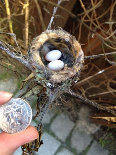 baby hummingbirds hatch and leave the nest | Baby hummingbirds ...