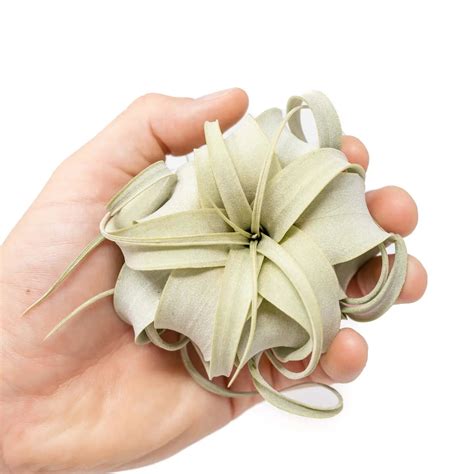 Fiori and Fern Tillandsia Xerographica Air Plants - Shop