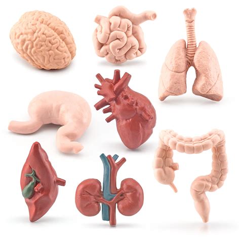 Buy Human Body Model for Kids 8PCS Mini Body Parts Sets Human Anatomy ...