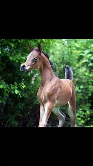 Image result for Beautiful Baby Horses