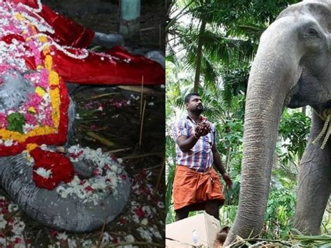 India's Oldest Captive Elephant, 88-YO 'Granny Dakshayani' Breathes Her ...
