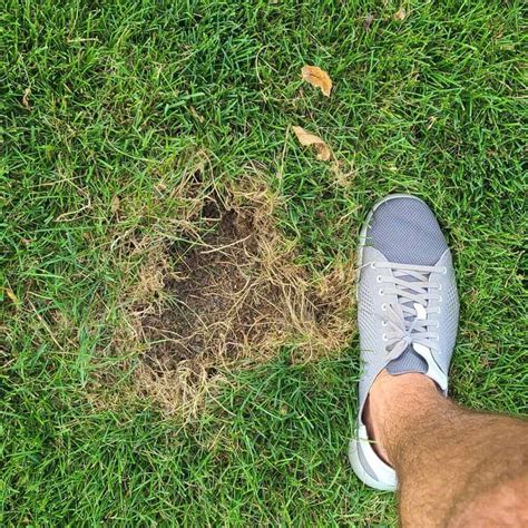 6 Ways to Get Rid of Voles in Your Lawn - Garden Patch