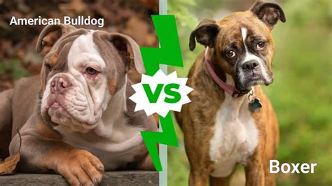 Are American Bulldogs Good Kid Dogs