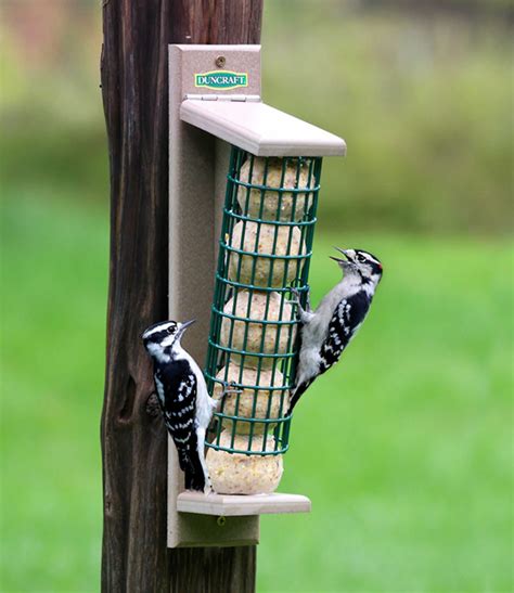 The best suet feeders for winter birds – Artofit