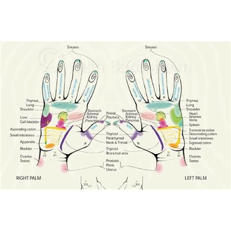 ArtsyCharts Reflexology Chart- Feet, Hands, plus accupressure India | Ubuy