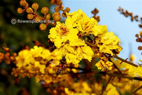 Yellow poinciana | Peltophorum pterocarpum