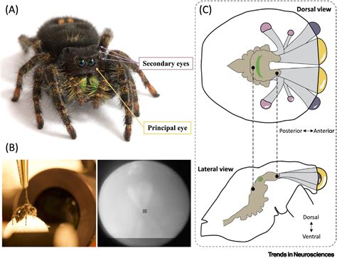 Visual attention and processing in jumping spiders: Trends in Neurosciences