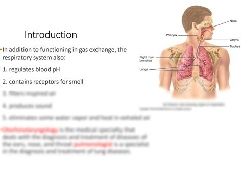 SOLUTION: Class xi respiratory system - Studypool