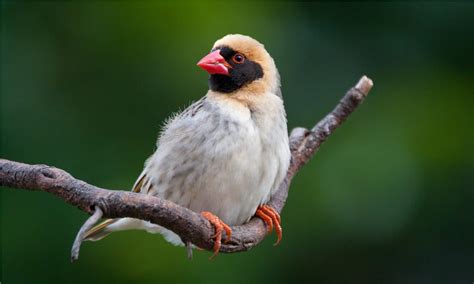 Red-Billed Quelea Bird Facts - Quelea quelea - A-Z Animals