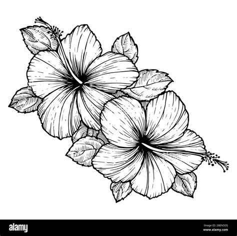 Hibiscus Drawing How To Draw A Hibiscus Step By Step, 56% OFF