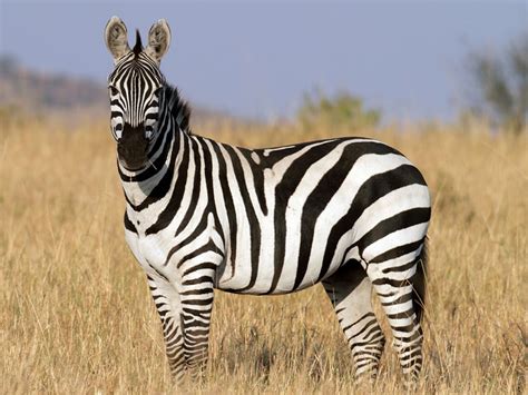 Image result for Zebra Programming Language Applications