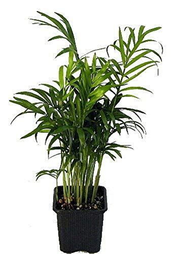 Image result for Sturdy Python Safe Plants