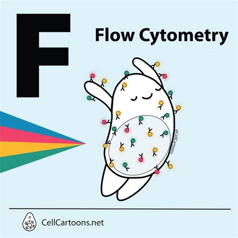 Flow Cytometry Explained 的图像结果