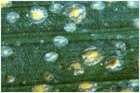 TNAU Agritech Portal :: Crop Protection