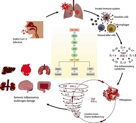 Inflammatory Response To Covid