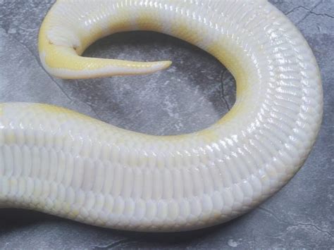 Pythonidae Morphs 的图像结果