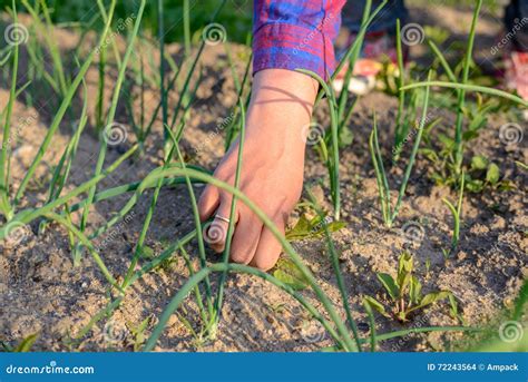Woman Pulling Weeds in Her Vegetable Garden Stock Photo - Image of ...