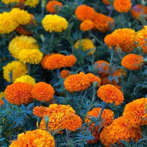 African Genda Ful Marigold Yellow Orange All Season Annual Seeds Pack ...