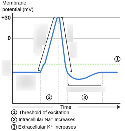 Action Potential Graph 的图像结果