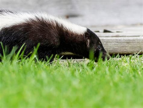 How to Use Soap to Repel Skunks From Your Backyard