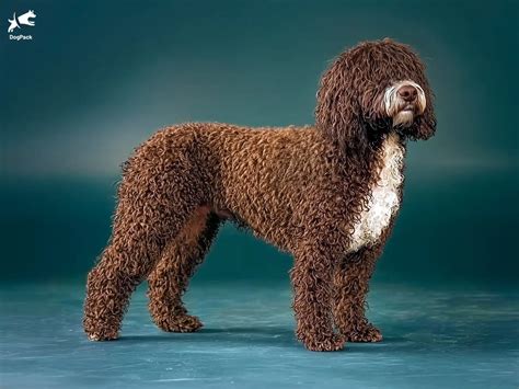 Spanischer wasserhund: Der vielseitige und robuste spanische Retriever