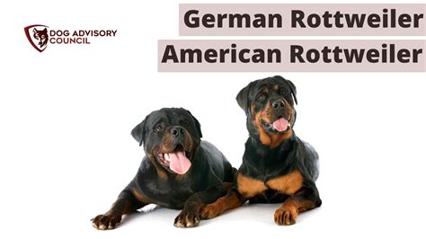 How Big Do Male German Rottweilers Get