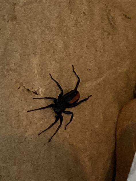 Black Spider With Orange Markings