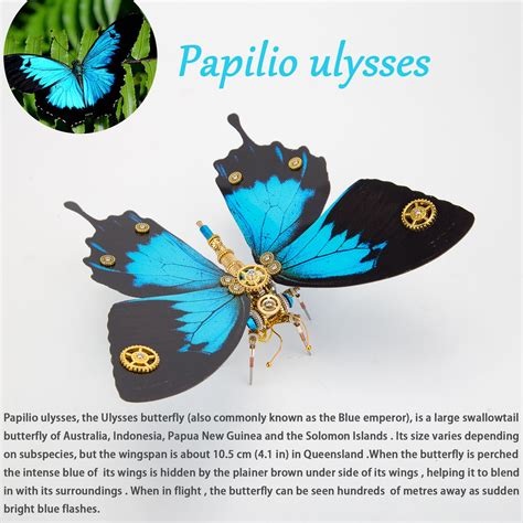 Ulysses Butterfly Facts