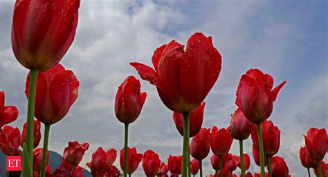 More varieties of tulip bulbs - Preparations in full swing for Jammu ...