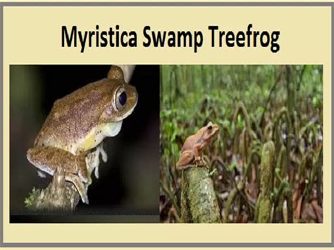 Hindi-Myristica swamp treefrog: All you need to know
