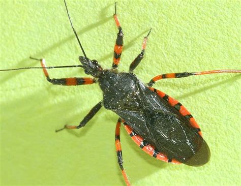 The Assassin Bug: Facts, Dangers & Prevention | Apartment Therapy