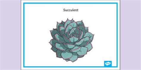 FREE! - Succulent Poster | Primary Resources |Twinkl