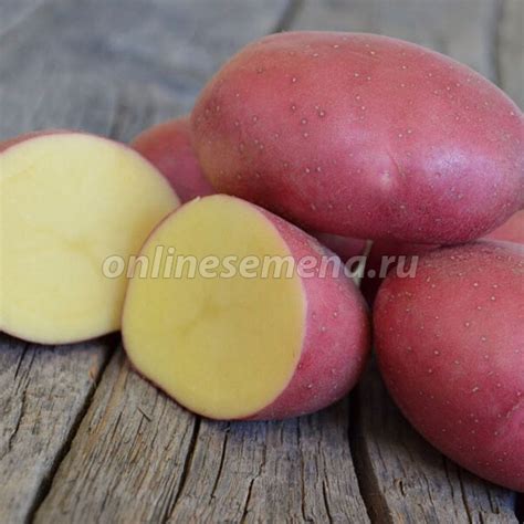 Картофель семенной Ред Скарлет (элита) из каталога Картофель, лук ...
