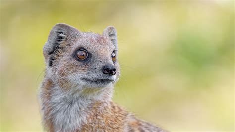 Download wallpaper 1920x1080 mongoose, glance, funny, animal full hd ...