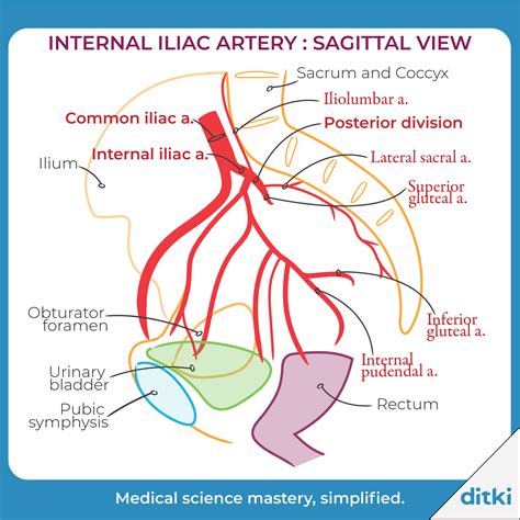 Gross Anatomy Glossary: Internal Iliac artery branches | Arteries ...