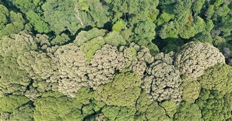 The African tree family fueled the rise of Asian tropical rainfor