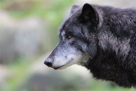 Image result for Timberwolf Facts