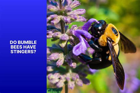 Do Bumble Bees Have Stingers?
