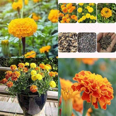 SEMINA VITA marigold flower seeds hybrid Seed Price in India - Buy ...